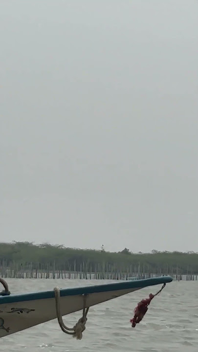 Chika te live dolphin