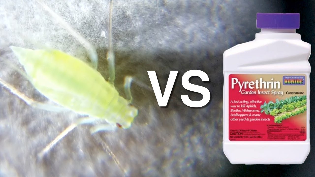 Aphid vs Pyrethrin YouTube