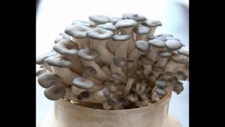 20 Hrs Time Lapse Of DIY Edible Mushroom Growing Kit