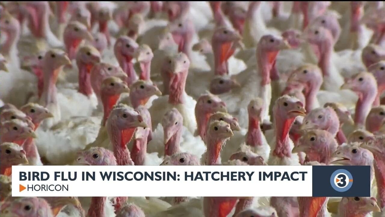Bird flu in Wisconsin - YouTube