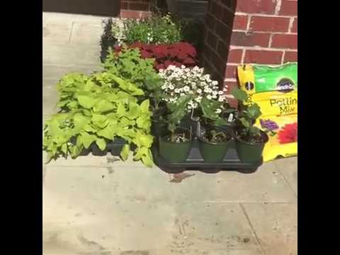 Planting Flowers For Spring 🌼