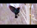 Brown headed cowbird   wildlife photography how to take great pictures of animals and birds