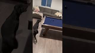 Dog Playing Pool with Itself