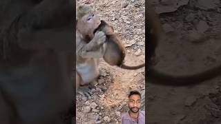#monkey #monkeysr #animals #babymonkey #cute #funny #youtubeshorts #monkeychallenge #monkeycomedy