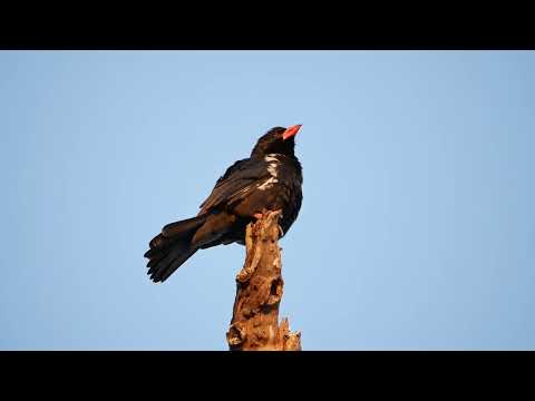 Red-billed Buffalo-Weaver (Bubalornis