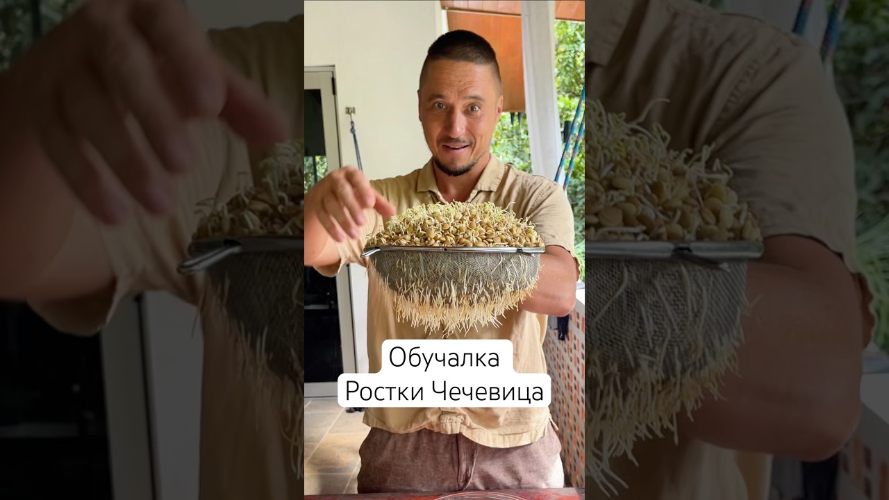 Обучалка Ростки Чечевицы