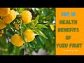 Top 10 Amazing Facts About Yuzu Fruit - Healthy Benefit of Eating Yuzu Fruit