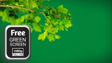 New green screen tree branch | tree green screen video | green screen tree branches
