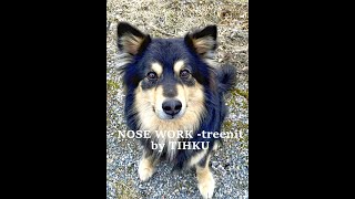 Lapinkoira Tihku Nose-Treeneissä