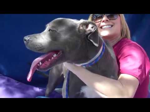 puppy paradise A5026997 Martha | Pit Bull Puppy