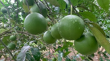 Bưởi Xuân vân. Kỹ thuật chăm sóc bưởi #freesky