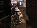 Owner Reunites with Dog at Airport - 1017396