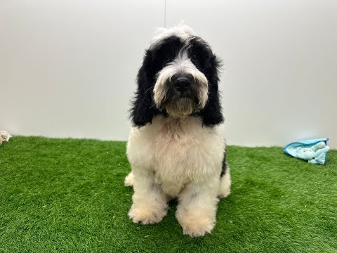 Video Cockapoo