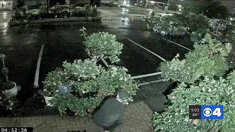 WATCH: Surveillance video shows serial plant thief striking again, police say