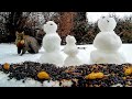 12 Hour Video For Cats - Winter Squirrels, Birds, Snowmen