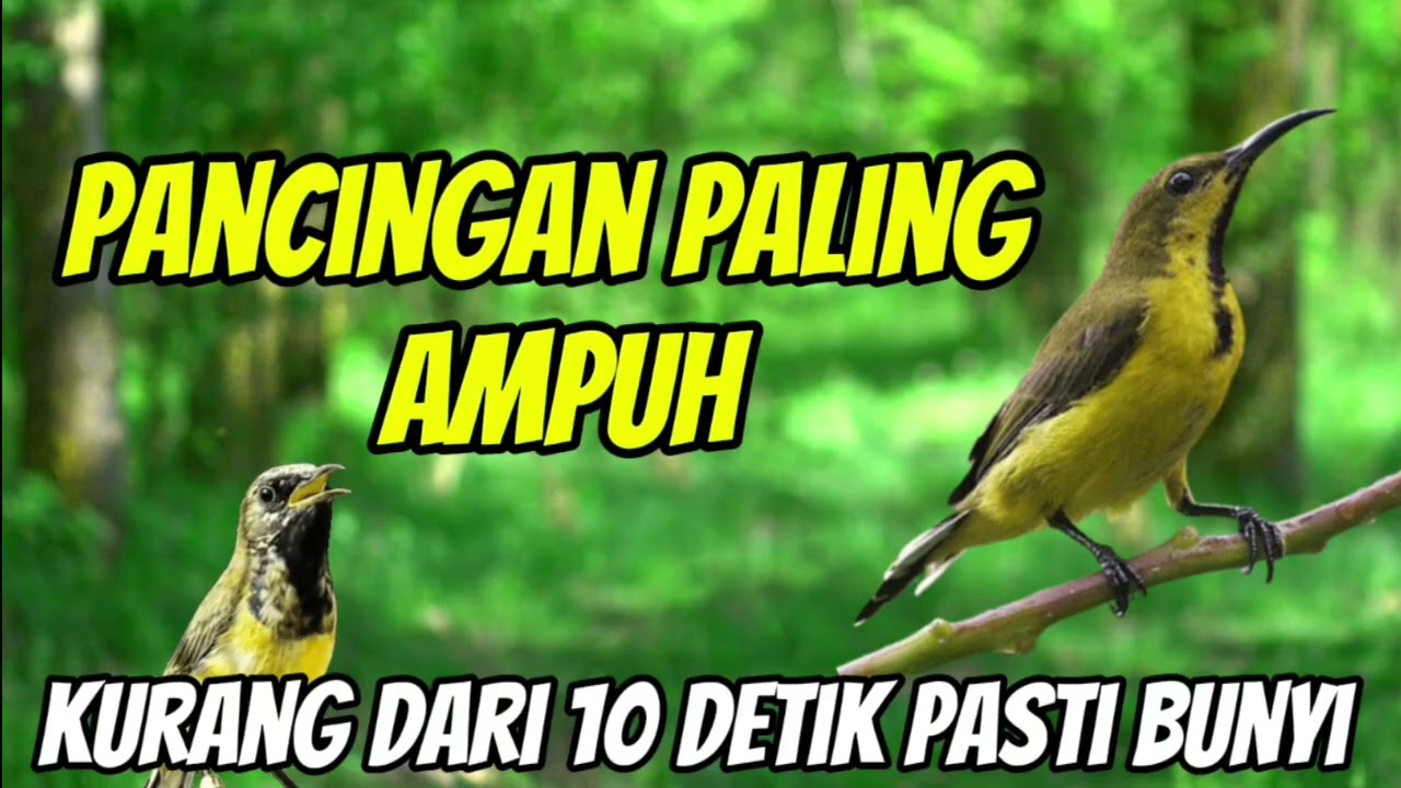 PANCINGAN SOGON AMPUH KURANG DARI 10 DETIK PASTI BUNYI