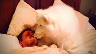 Dogs Waking Up Owners 🐶😴 Cutest Dogs Wake up their Owner (Full) [Funny Pets]