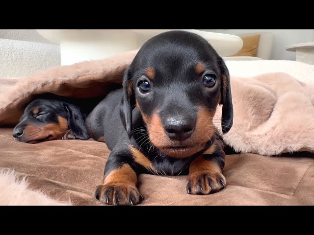 Mini Dachshund puppies- male is curious. class=