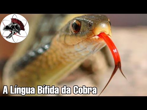Cobra com a sua língua cortada - desenho