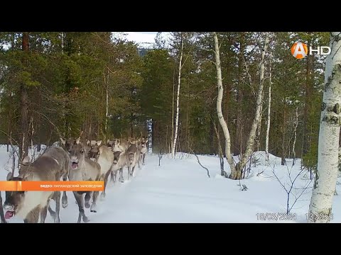 Красиво бегут северные олени