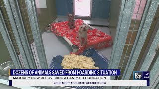 Animal Foundation gives updates on animals confiscated from hoarding situation