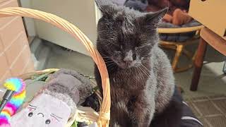 Cats: Instant dopamine release