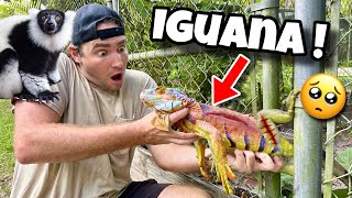 Rescued Rare Iguana Trapped In Lemur Enclosure ! Can We Save Him ?!