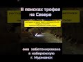 Шокирующее видео! Подводная лодка забетонирована под набережной в г. Мурманск #shorts / Рыбалка