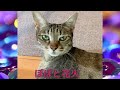 ぽぽと花火【Popo and fireworks】