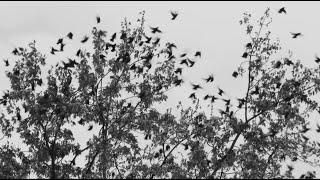 Ollee Owens O Holy Night - Short Film