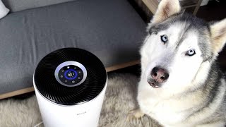 Got a Husky? You Need An Air Purifier! | Levoit Core400S Air Purifier Unboxing