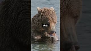 Grizzly Bear Secrets: Unveiled! #fact #grizzlybear