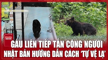 Nhật Bản báo động khẩn do gấu liên tục tấn công người giữa ban ngày  | Ninh Bình Digital