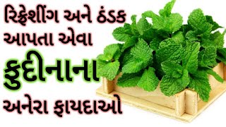 ફુદીનાના 16 ગજબ ફાયદાઓ-Benefits of Mint Leaves-Fudina Na Fayda-Pudina ke labh-રસોડું મારુ દવાખાનું