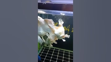 Cá chép sư tử size đại siêu đầu xù có một không hai - Beautiful Taiwan butterfly carp