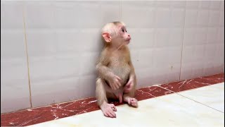 Baby monkey Miker back from play outside can’t enter mom’s room