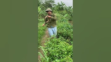 Câu cá lóc truyền thống - Chuối hoa #câucálóc #fishing #câucá