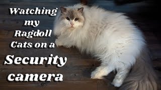 Watching The Ragdoll Cats Through Security Cam