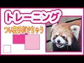 左手がついつい出ちゃうのがカワイイ！レッサーパンダのトレーニング【千葉市動物公園】