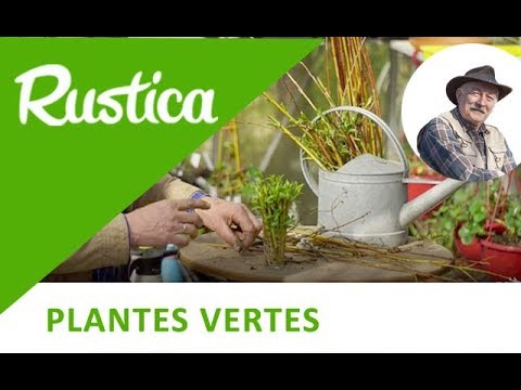 Vidéo: Faire de l'eau de saule : enraciner des plantes dans de l'eau de saule