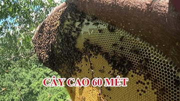 2 Ngày 1 Đêm Săn Mật Ong Rừng Già