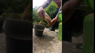 morning coffee by the river. outdoors camping coffee firemaple  river