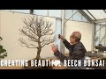Beautiful beech tree bonsai