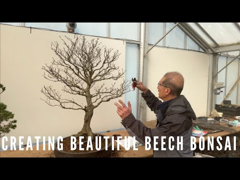 Beautiful Beech Tree Bonsai