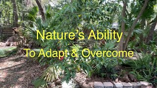 Nature’s Ability to Adapt & Overcome by Papa Joe knows 119 views 2 weeks ago 44 seconds