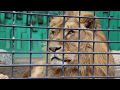 釧路市動物園　ライオン　ゆうひ