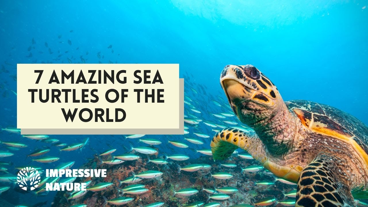 7 Amazing Sea Turtle Species You Need to See! 🐢 - YouTube