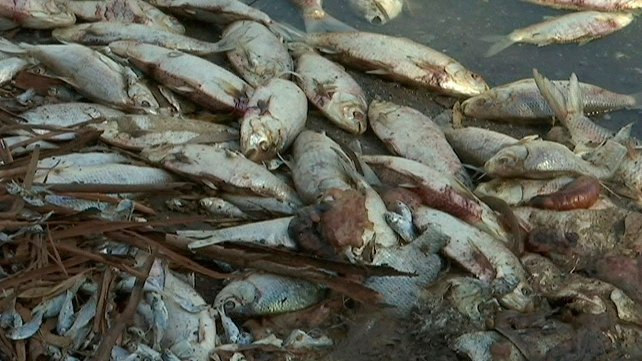 Millions of dead fish wash up amid heat wave in Australia