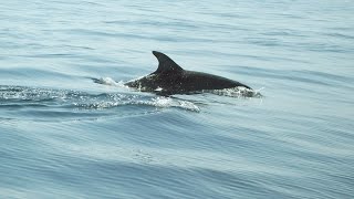 Dolphin Research In Belize With Helloocean And The Moorings