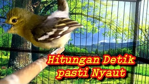 Pancingan Sirtu Terbukti Paling Ampuh untuk mengatasi sirtu macet/malas bunyi.